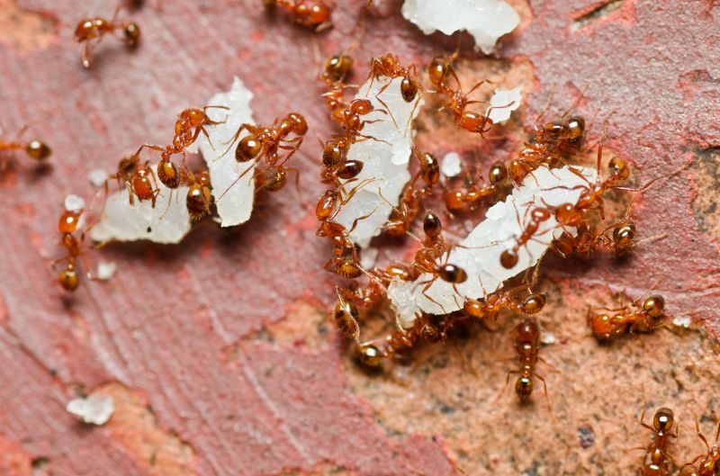 Red Ant Extermination in Fort Worth, TX