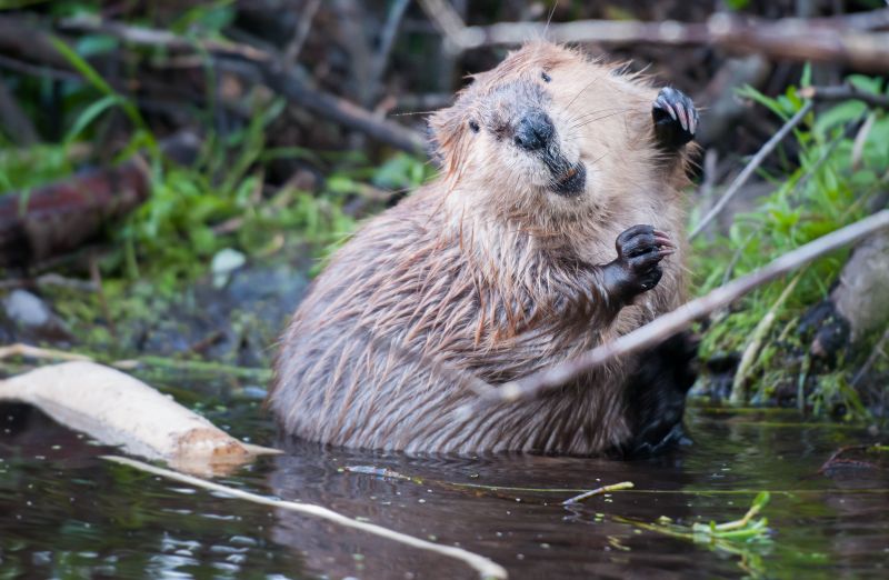 Beaver Removal Service