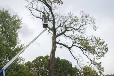 Beaver Removal Service