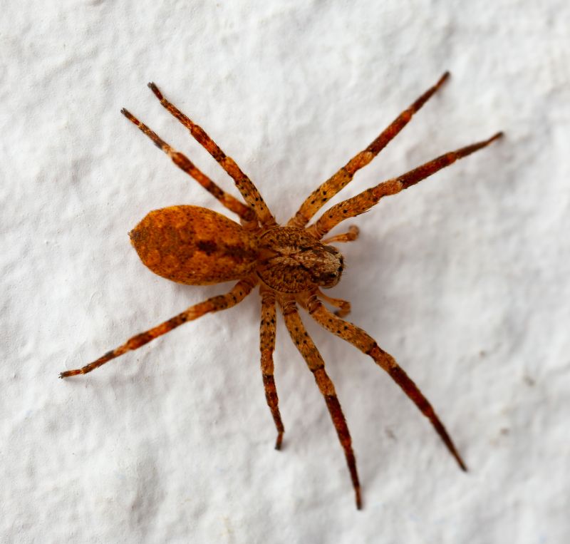 Brown Recluse Extermination in New Braunfels, TX