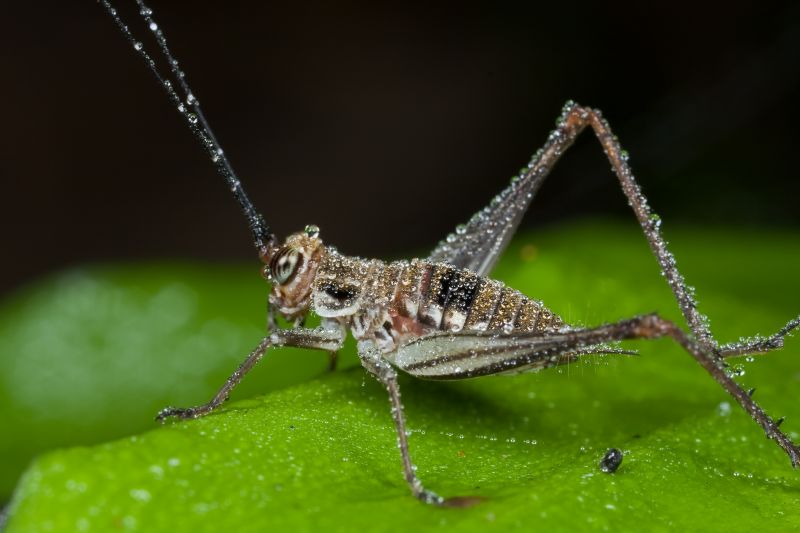 Cricket Removal Service in Mckinney, TX
