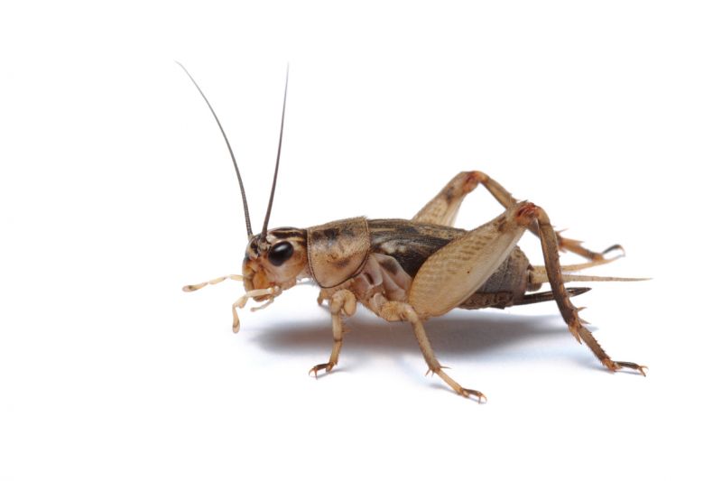 Cricket Removal Service in Katy, TX