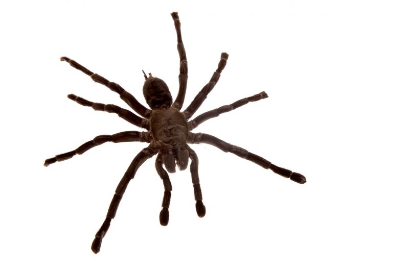 Cross Spider Extermination in Denton, TX