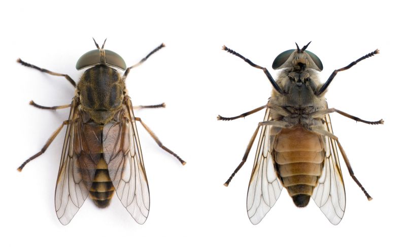 Fly Control Service in New Braunfels, TX