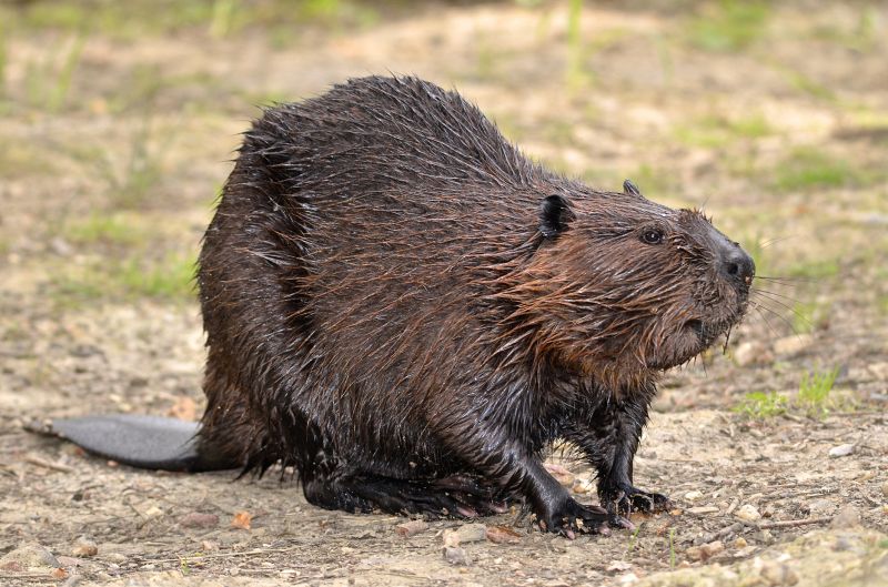 How Beaver Dams Cause Flooding Risks On Residential Properties