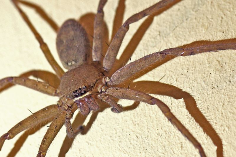 Huntsman Spider Extermination in Mckinney, TX