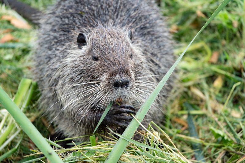 Prevent Beaver Activity Near Homes