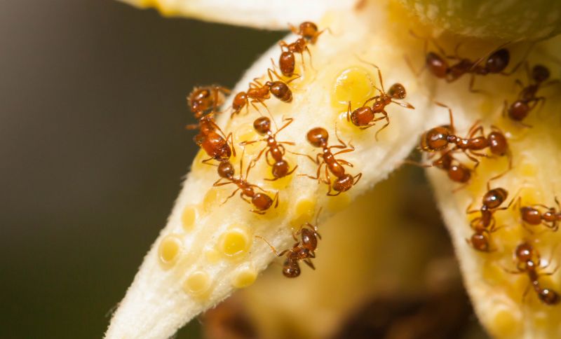 Red Ant Extermination in Katy, TX