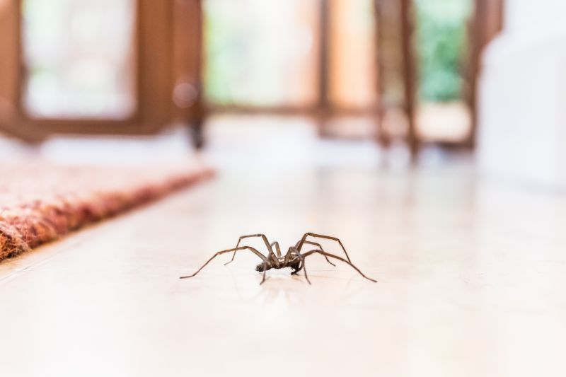 Spider Extermination Service in Denton, TX