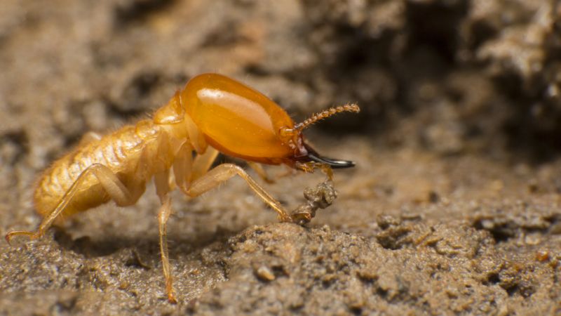 Termite Treatment Service in Frisco, TX