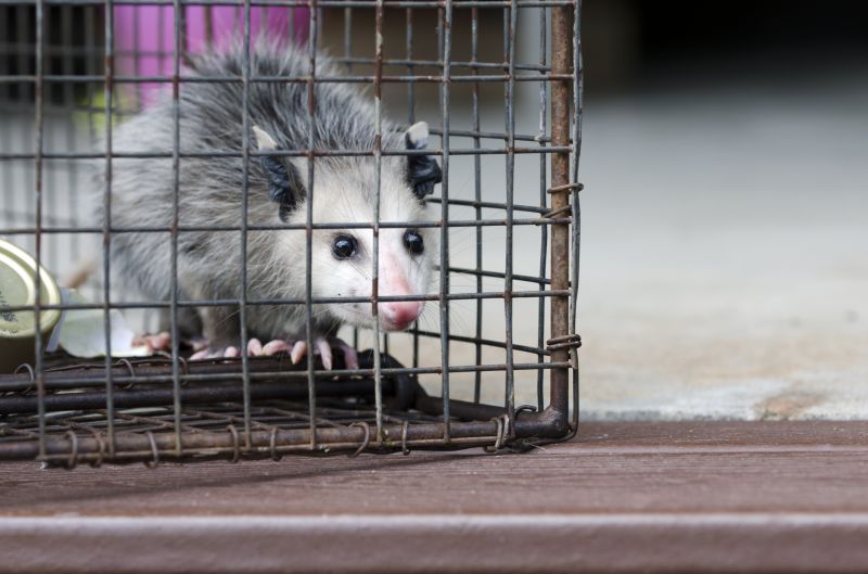 Opossum in Garage