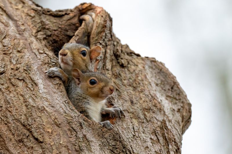 Squirrel Nest