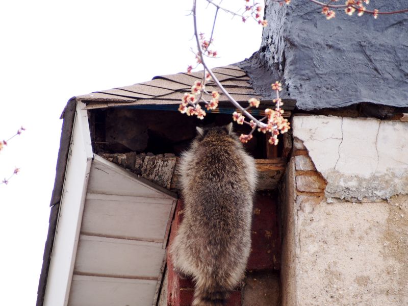 Raccoon Climbing