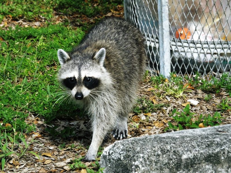 Raccoon with Trash